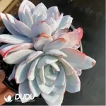 Echeveria white lotus double - Image 2