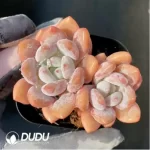 Echeveria Laurel Double Head - Image 2