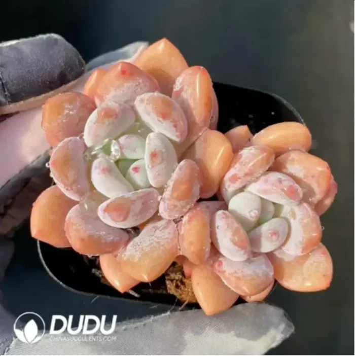 Echeveria Laurel Double Head - Image 2