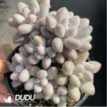 Graptopetalum glutinous rice balls clustering - Image 2