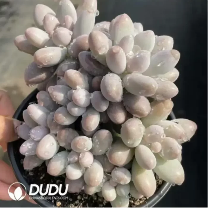 Graptopetalum glutinous rice balls clustering - Image 2