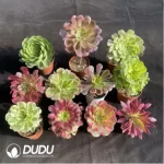 DuDu Aeonium Collocation 1 - Image 2