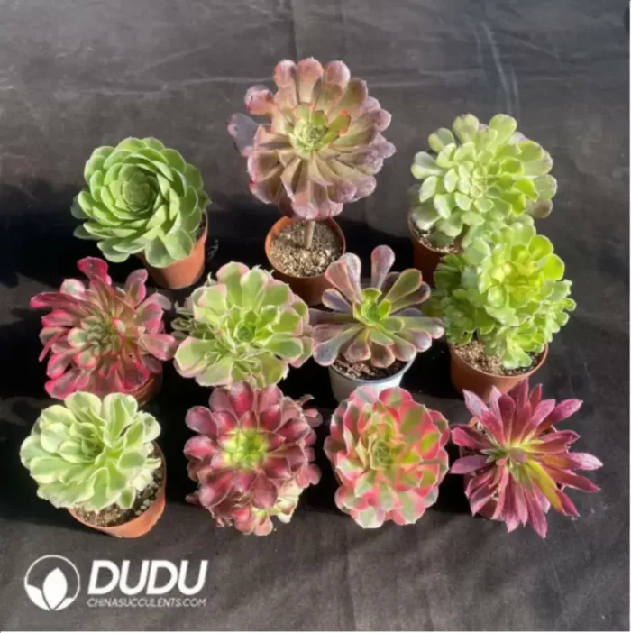 DuDu Aeonium Collocation 1 - Image 2