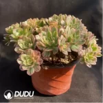 Aeonium Sweet Tea Clustering - Image 2