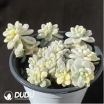 Sedum Clavatum Variegata Clustering - Image 2