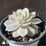 Echeveria Subsessilis Veriegated - Image 2