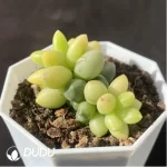 Pachyphytum Chiyoda Variegated - Image 2