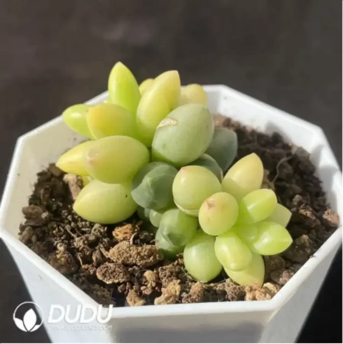 Pachyphytum Chiyoda Variegated - Image 2
