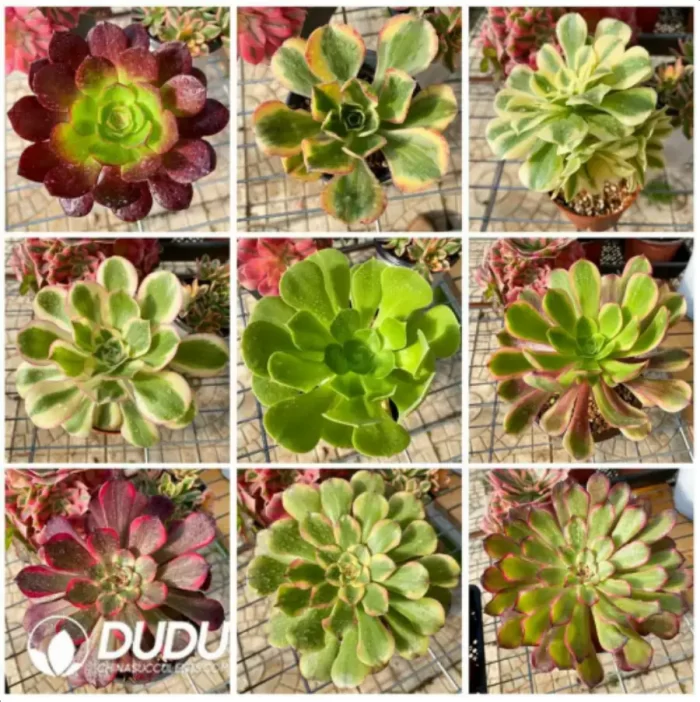 Aeonium Blind Box 50 Pcs - Image 2