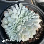 Echeveria Monroe  Cristata - Image 2