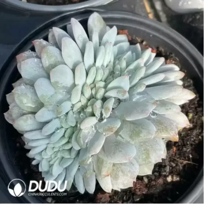 Echeveria Monroe  Cristata - Image 2