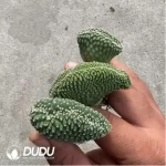 Strombocactus disciformis - Image 2