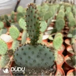 Cactus-Thelo?bicolor - Image 2