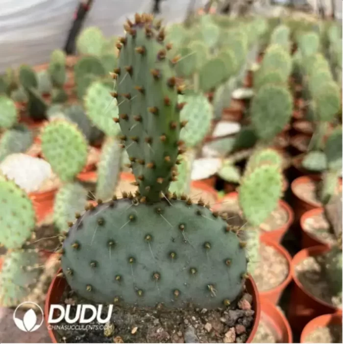 Cactus-Thelo?bicolor - Image 2