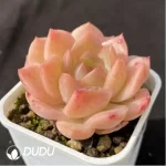 Echeveria peacock in flight - Image 2