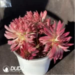 Aeonium Vermilion Bird Cristata - Image 2