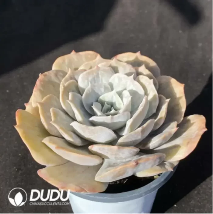 Echeveria Lilacina Marble - Image 2