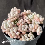 Pachyphytum caviar Clustering - Image 2