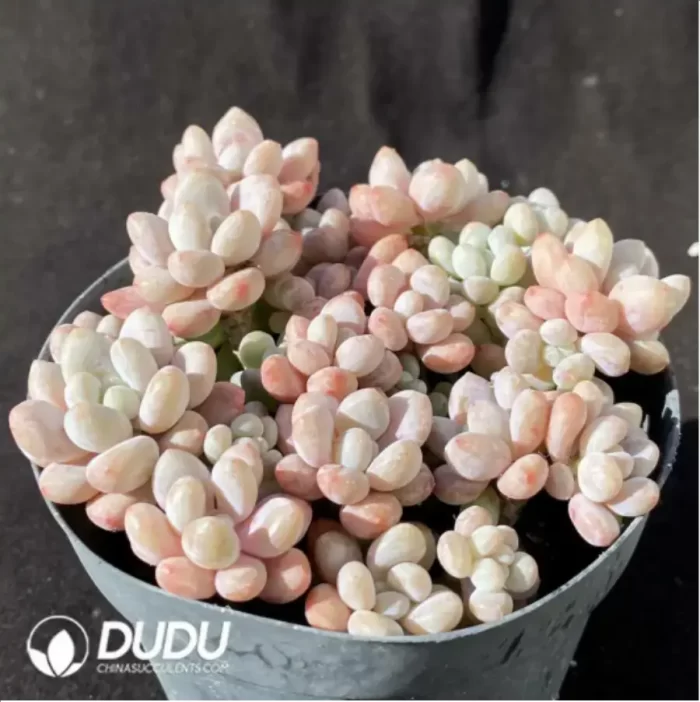 Pachyphytum caviar Clustering - Image 2