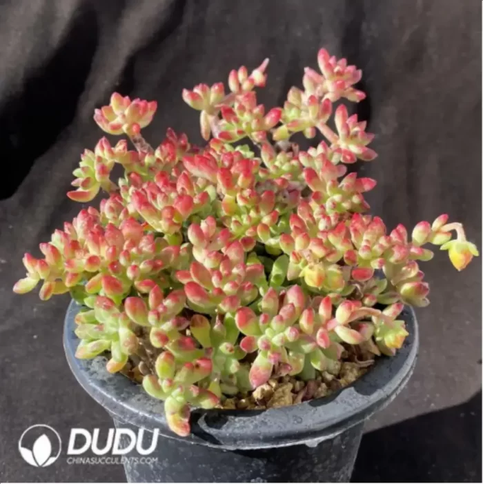 Echeveria macdougallii Sedoides Clustering - Image 2