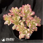 Echeveria Minibelle Scattered Clustering - Image 2