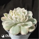 Echeveria Onslow Variegated (Large) - Image 2
