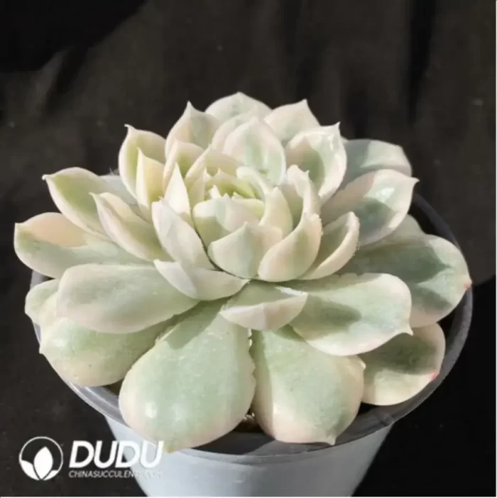 Echeveria Onslow Variegated (Large) - Image 2