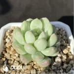 Echeveria Bata jadeite - Image 2