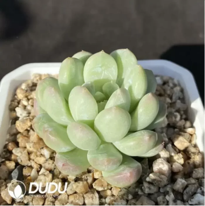 Echeveria Bata jadeite - Image 2