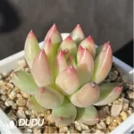 Echeveria Yanzi - Image 2