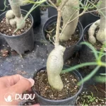 Euphorbia hedyotoides - Image 2