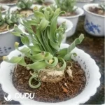 Obregonia denegrii(Scattered Clustering) - Image 2