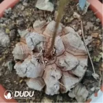 Dicrocaulon Big Clustering - Image 2