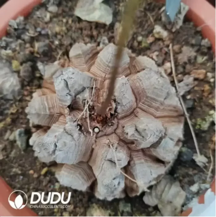 Dioscorea elephantipes (L'H??r.) Engl. - Image 2