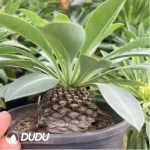 Euphorbia hypogaea - Image 2