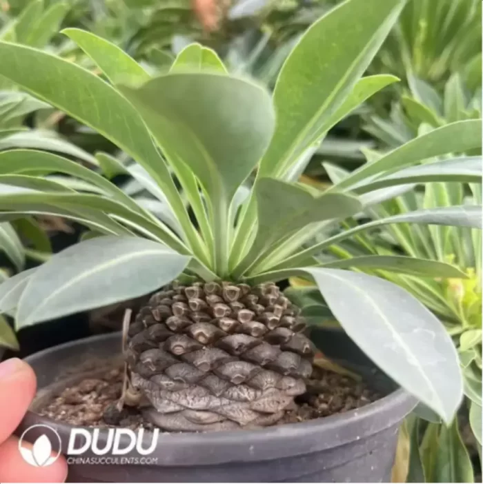 Euphorbia hypogaea - Image 2