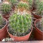 Aeonium Undulatum  variegated - Image 2