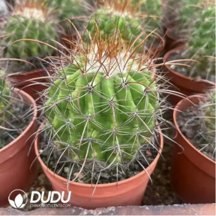 Aeonium Undulatum  variegated - Image 2