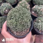 Obregonia denegrii(Scattered Clustering) - Image 2