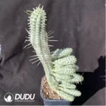 Euphorbia mammillaris f. Variegata - Image 2