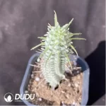 Euphorbia mammillaris f. Variegata - Image 2