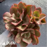 Echeveria 'Korea Suyon' - Image 2