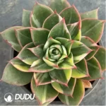 Echeveria Treasure Map Variegated - Image 2