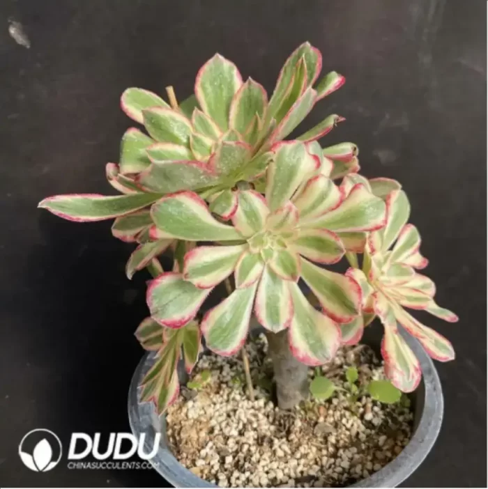 Aeonium Red copper pot mediopicta - Image 2