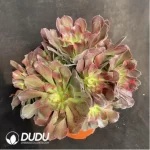 Aeonium fireworks Clustering - Image 2