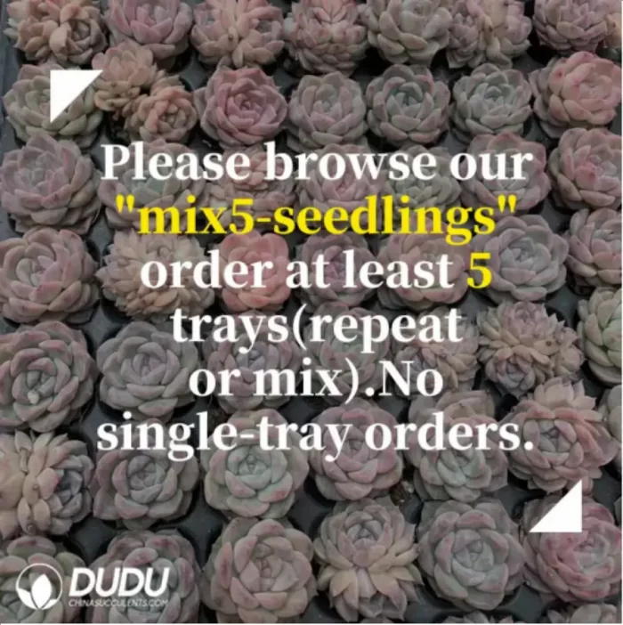 105Pcs/Tray Echeveria Bingbing Seedlings(Mix & Match 5+) - Image 2