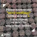 105Pcs/Tray Echeveria Cinnabar Mole Seedlings(Mix & Match 5+) - Image 2