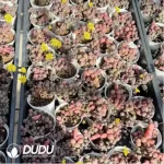 Othonna L. Maruha Xuan Ziyue - Image 2