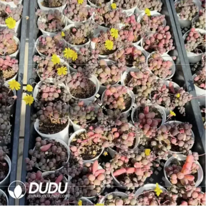 Othonna L. Maruha Xuan Ziyue - Image 2