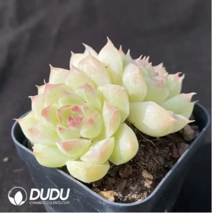 Echeveria Little Red Riding Hood Double - Image 2